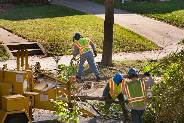 Reliable Star, NC Tree Service Solutions